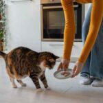 Najbolja hrana za mačke prema njezinim potrebama najbolja hrana za mačke